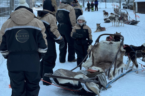 Rovaniemi: Lapland Wilderness Husky Safari 7,5 km