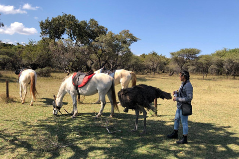 Johannesburg: Elephant, Horse Riding, and Lion Safari Tour