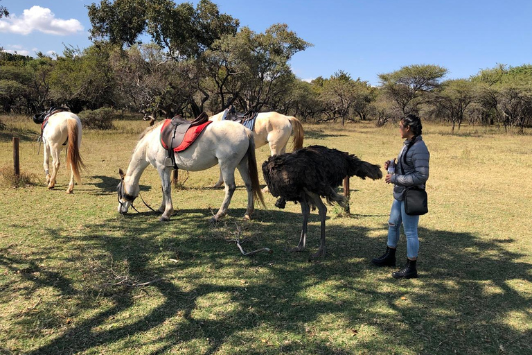 Johannesburg : Safari à l&#039;éléphant, à cheval et au lion