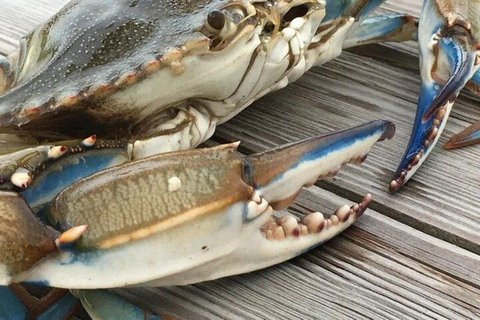 Charleston: Blue Crabbing Excursion with Crab Boil