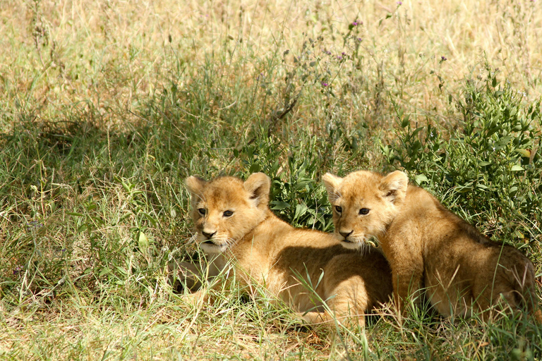 Tansania: 4-tägige private Lodge-Safari mit Unterkunft