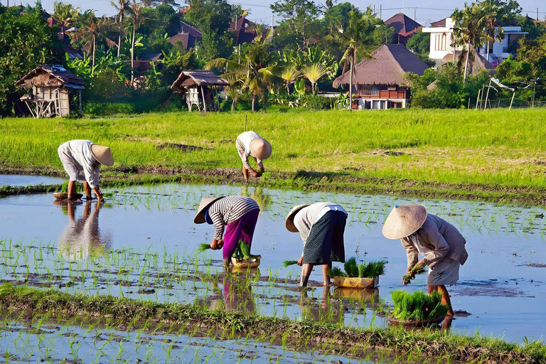Bali: Serenity Sacred Tirta Empul, Rice Fields & Coffee