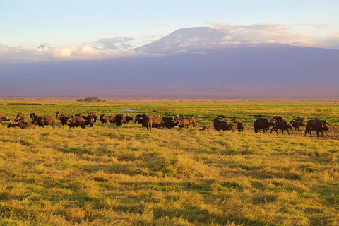 Vanuit Mombasa: 3-Daagse Tsavo Oost- en Westsafari met 2 overnachtingen