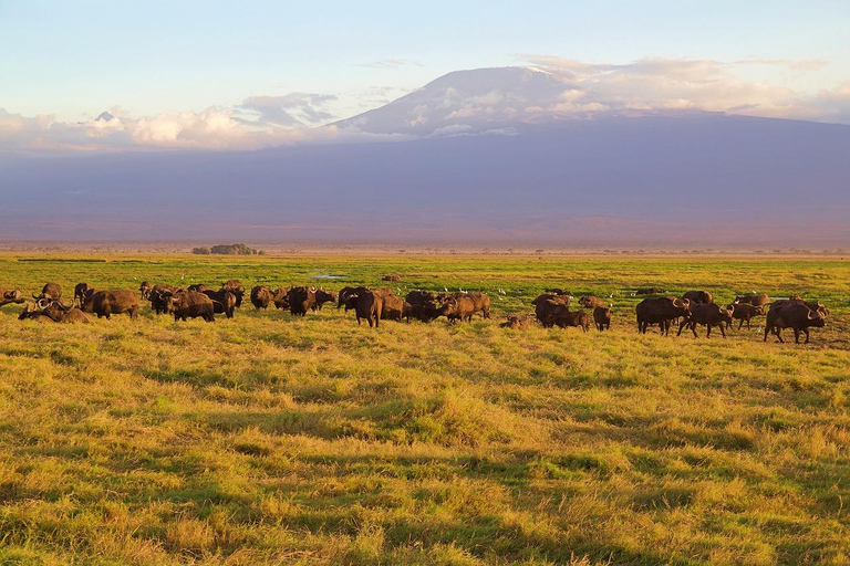 Da Mombasa: 3 giorni e 2 notti di safari nello Tsavo Est e Ovest