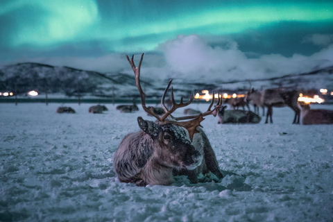 Tromsø: Reindeer Camp Visit & Aurora Chase