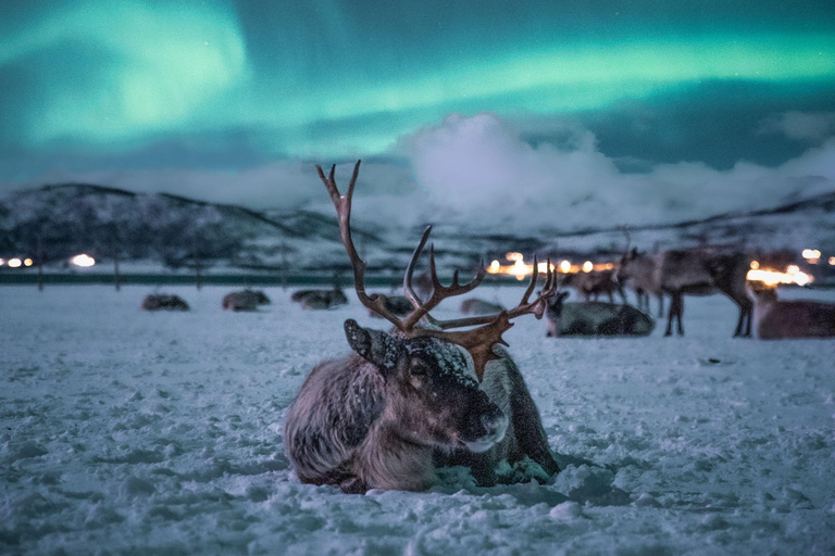 Tromsø: Reindeer Camp Visit & Aurora Chase