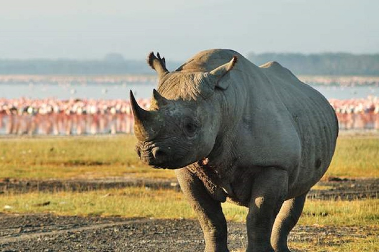 Lake Nakuru national park day trip from Nairobi