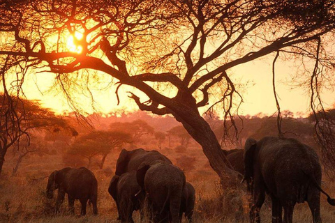 Arusha: 6-Day Tanzanian Nature Walk and Wildness Adventure