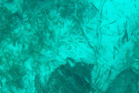 Cancun: Transparent Boat Tour with Soft Drinks