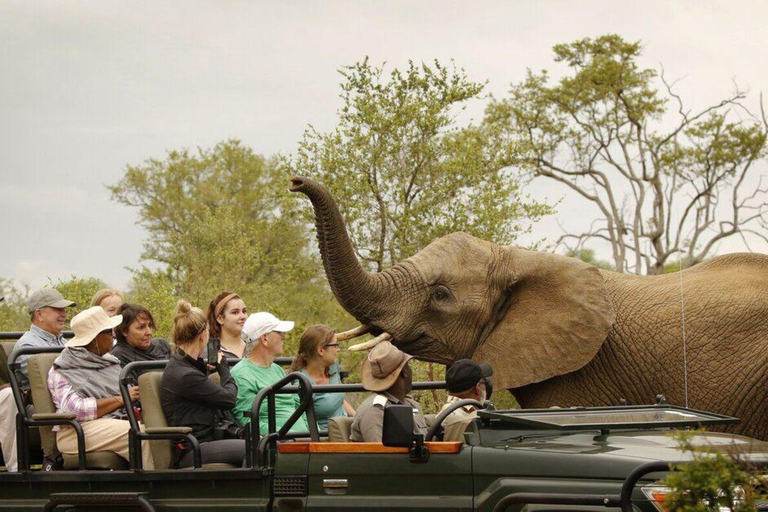 Safari Game Drive with Masuku Adventures