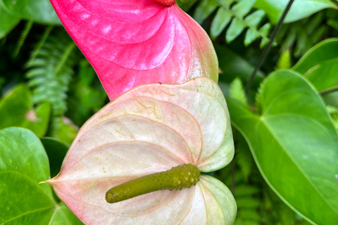 Barbados: Hunte's Gardens Transport and Entry Ticket