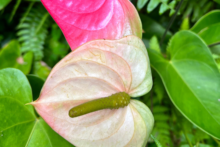 Barbados: Hunte's Gardens Transport and Entry Ticket