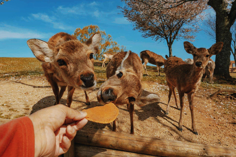 Quioto/Nara/Osaka: Excursão personalizada com pontos turísticos e serviço de busca no hotelKYOTO &amp; Nara: Excursão personalizada com serviço de busca no hotel