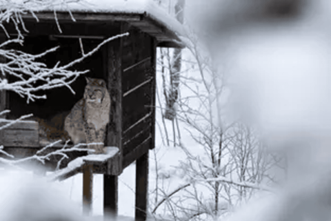 Rovaniemi: Ranua Wildlife Park Experience