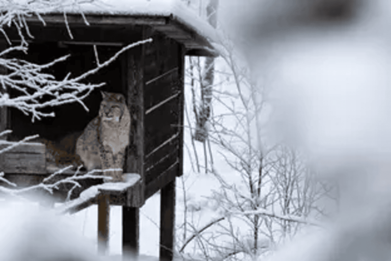 Rovaniemi: Ranua Wildlife Park Experience