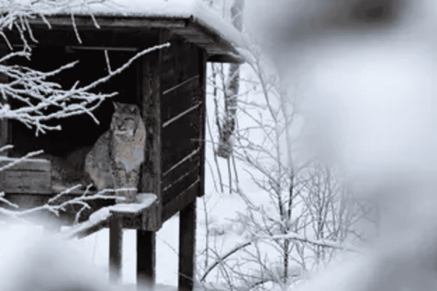 Escursione di un giorno al Ranua Wildlife Park da Rovaniemi