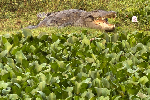 Tissamaharama: Watching Deer, Crocodile & Birds Village Tour Village Tour Shared