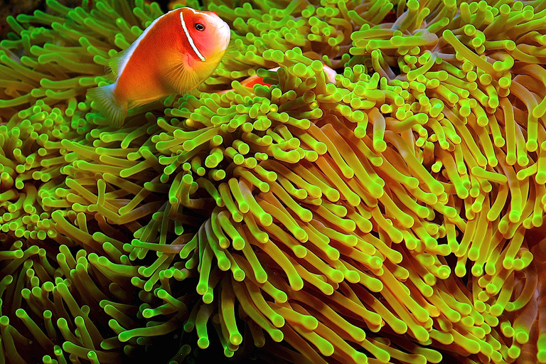 Port Douglas: Just 12 Passengers Guided Snorkel Reef Cruise