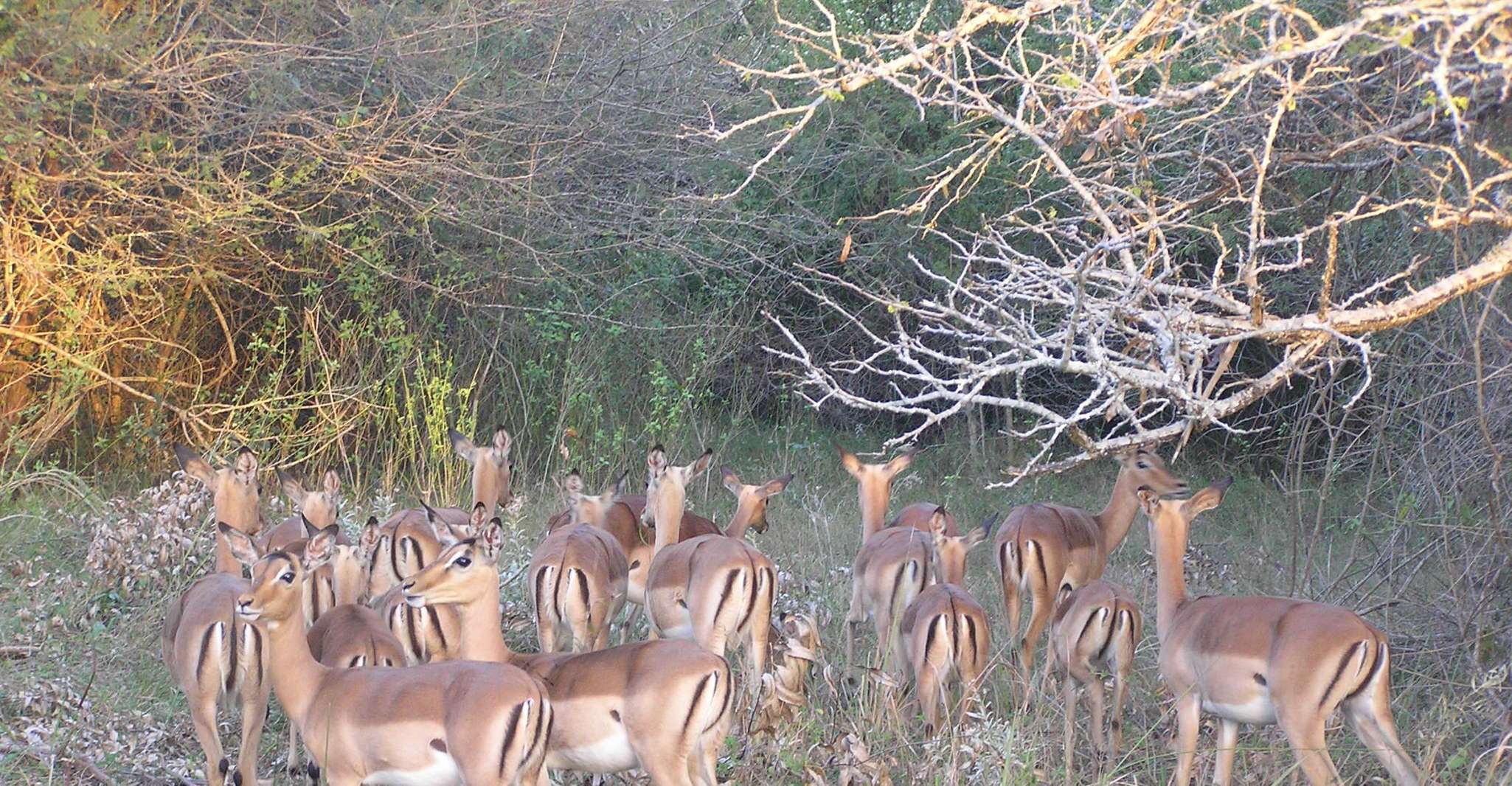 Maputo National Park, - Housity