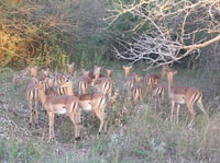 Maputo National Park, - Housity