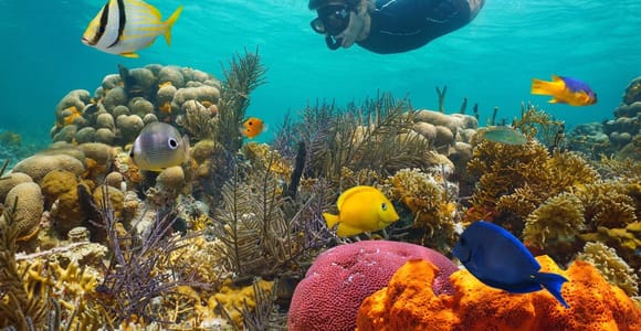 Sharm El Sheikh: Luxury boat Cruise with Snorkeling & Lunch