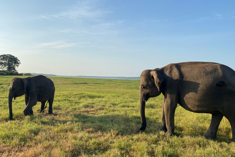 Sri Lanka: 7-Day Cultural Immersion Tour with Transfers