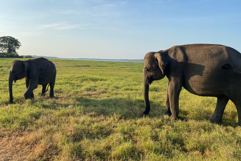 Sri Lanka: 7-Day Cultural Immersion Tour with Transfers