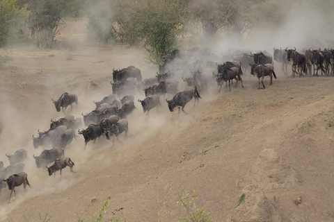 阿鲁沙：3日塔兰吉雷与恩戈罗恩戈罗火山口Safari之旅