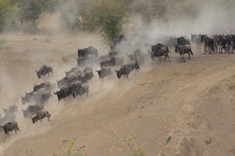 阿鲁沙：3日塔兰吉雷与恩戈罗恩戈罗火山口Safari之旅