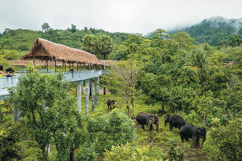 Santuário de Elefantes de Phuket: Meio dia com refeição vegetarianaPonto de encontro