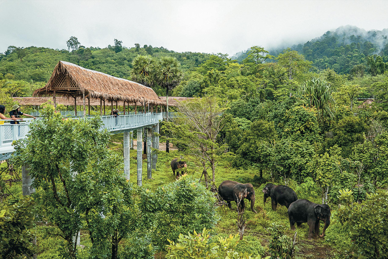 Santuario degli elefanti di Phuket: Mezza giornata con pasto vegetarianoPunto di incontro