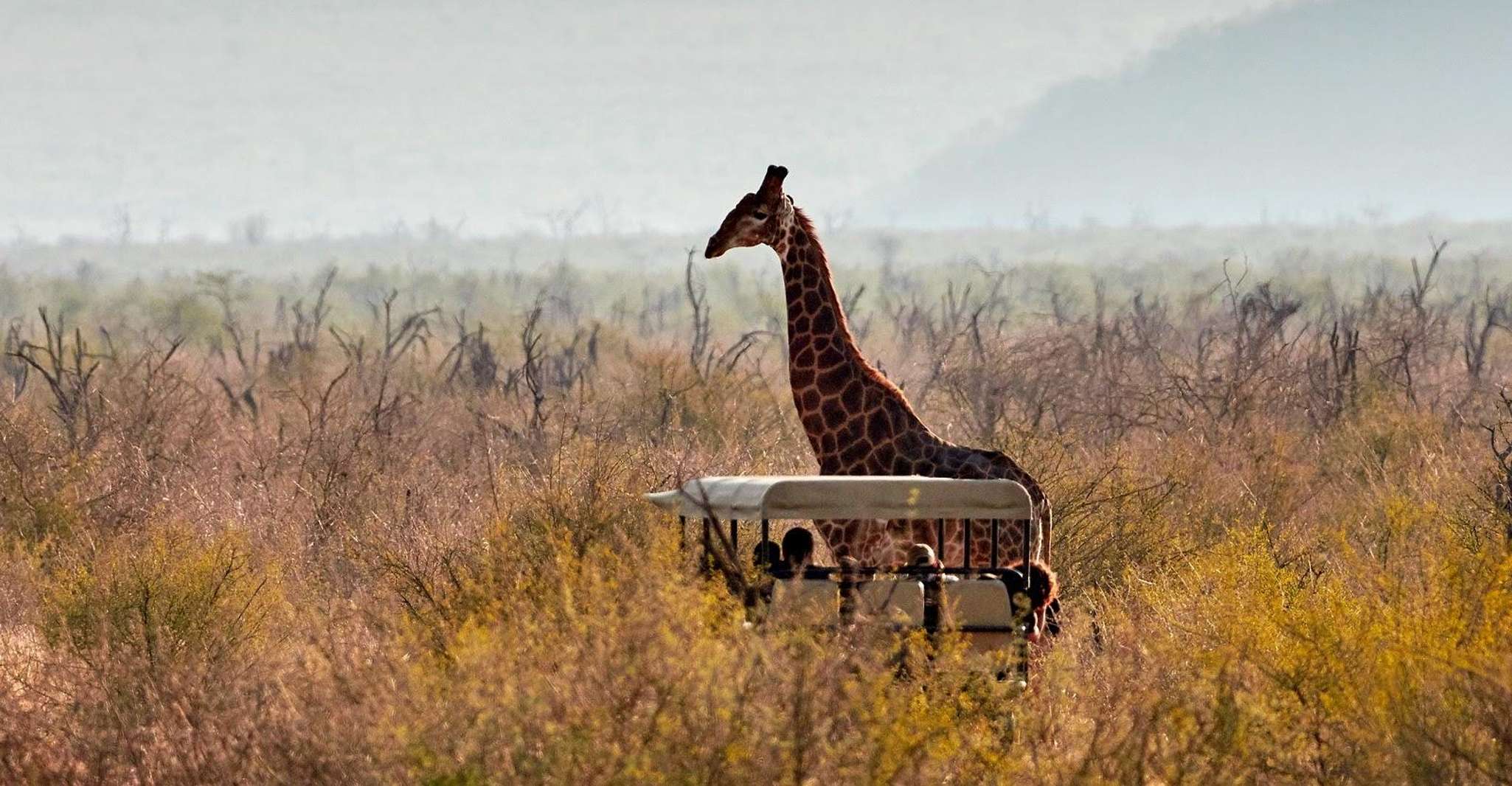 Madikwe Game Reserve 1 Night - Housity