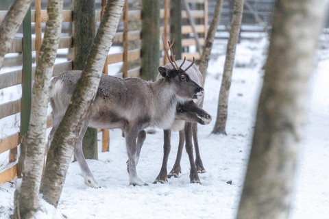 Rovaniemi: Insider Reindeer Farm Visit and long Sleigh Ride