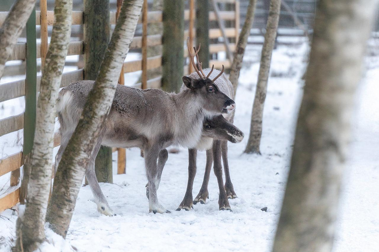 Rovaniemi: Insider Reindeer Farm Visit and long Sleigh Ride
