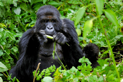 Rwanda Gorilla trektocht SAfaris