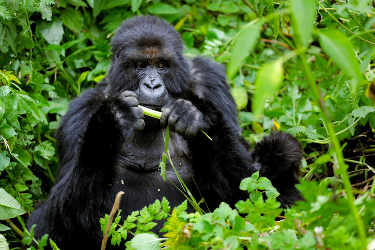 Rwanda Gorilla Trekking SAfaris