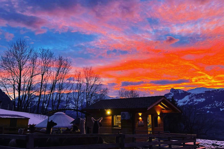 Triesenberg: Vandra med lamor i bergen