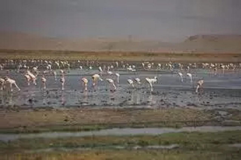 Meilleure excursion d&#039;une journée au lac Natron- kilinge adventures