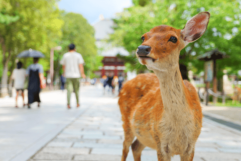 Vanuit Osaka/Kyoto: Dagtrip Kyoto &amp; Nara met Japanse LunchVan Osaka, VIP Villa Namba (Bijeenkomst om 7:50)