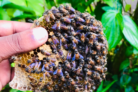 Ella: Bee Farm Tour With Honey Tasting Experience