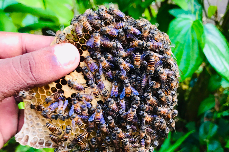 Ella: Bee Farm Tour With Honey Tasting Experience