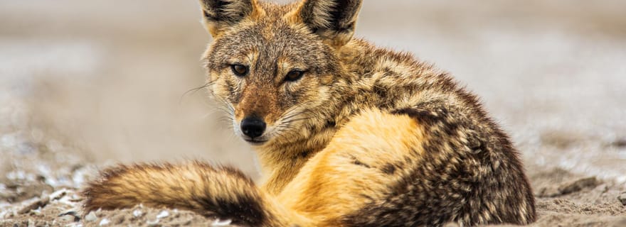 Walvis Bay : excursion ornithologique à Pelican Point et visite du phoque à fourrure du Cap