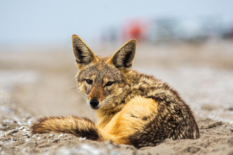 Walvis Bay: Pelican Point Birding i wycieczka z fokami przylądkowymi