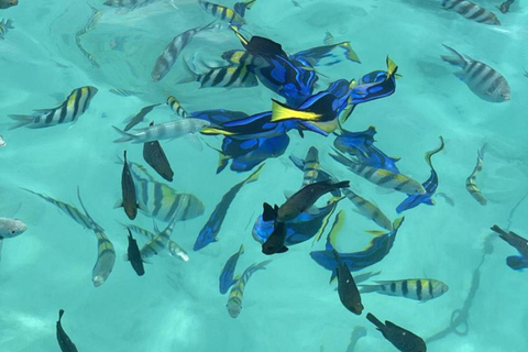 Zanzibar: Prywatne safari Pungume z piknikiem BlueZanzibar: Prywatne safari Pungume z niebieskim piknikiem