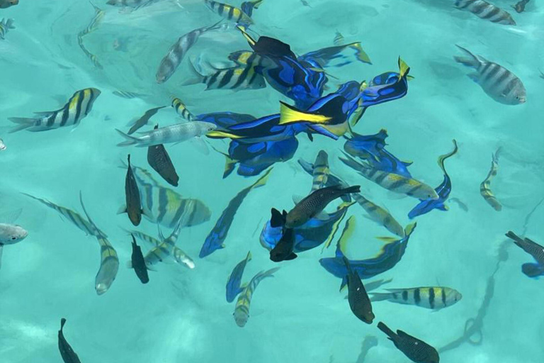 Zanzibar: Prywatne safari Pungume z piknikiem BlueZanzibar: Prywatne safari Pungume z niebieskim piknikiem