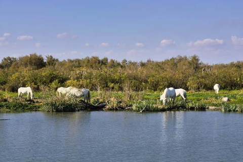 Vanuit Avignon: dagtour in een klein groepje door de Camargue