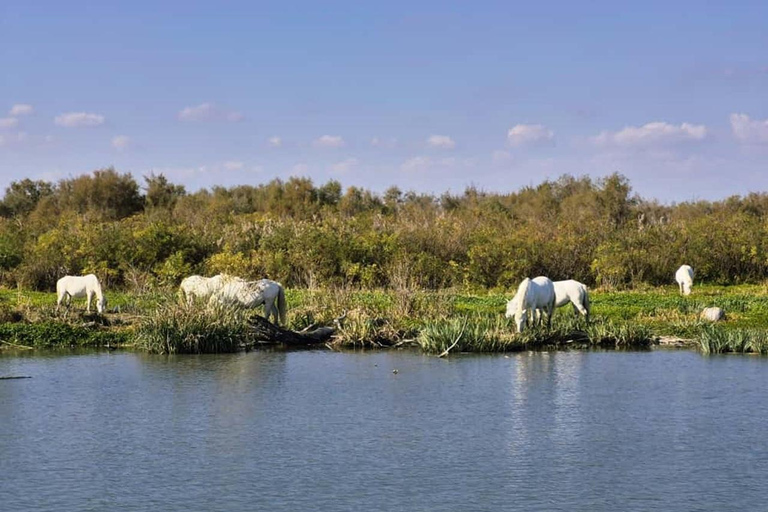 Vanuit Avignon: dagtour in een klein groepje door de Camargue