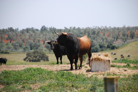 Seville: Bull Ranch, Winery & Rábida Monastery Tour
