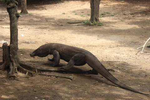 Excursión de un día para explorar el Parque Nacional de Komodo en lancha motora privada