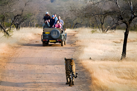 Vanuit Delhi: 4-daagse rondleiding naar Agra, Ranthambore &amp; JaipurTour zonder hotelovernachting